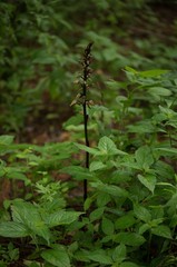 Aphyllorchis alpina