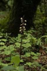 Aphyllorchis alpina