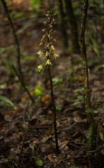 Aphyllorchis alpina