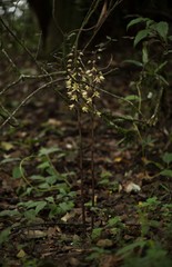 Aphyllorchis alpina