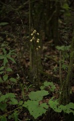 Aphyllorchis alpina
