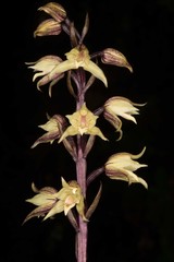 Aphyllorchis alpina