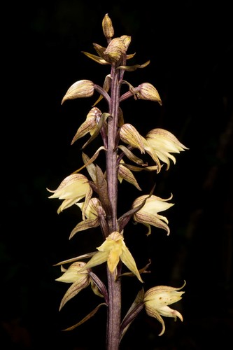 Aphyllorchis