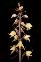 Aphyllorchis alpina