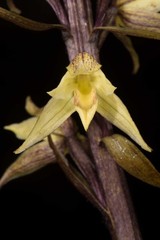 Aphyllorchis alpina