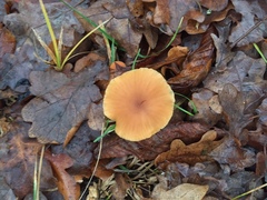 Agaricales