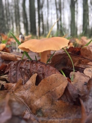 Agaricales