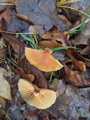 Agaricales