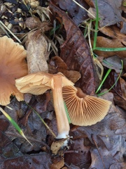 Agaricales