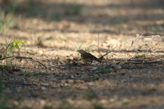 Mirafra rufocinnamomea