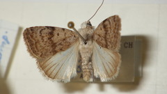 Caradrina selini