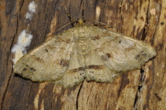 Geometridae