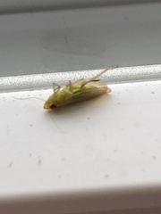 Neocoelidia tuberculata