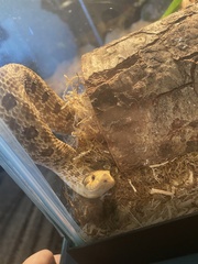 Heterodon