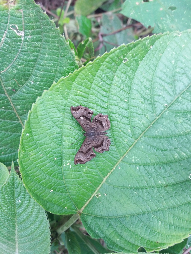 Amphiselenis chama