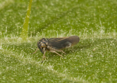 Megophthalminae