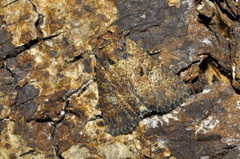 Condicinae