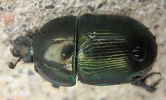 Geotrupes mutator