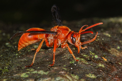 Synagris fulva