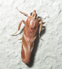 Trachypteryx rhodoxantha