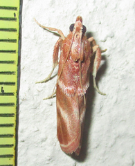 Trachypteryx rhodoxantha