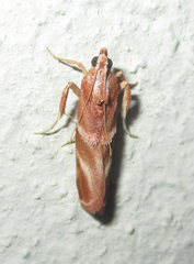 Trachypteryx rhodoxantha
