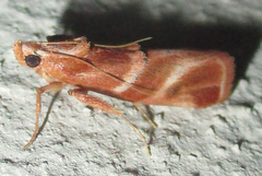 Trachypteryx rhodoxantha