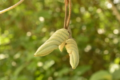 Helicteres baruensis