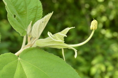 Helicteres baruensis