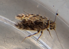 Lepidopsocidae