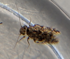 Lepidopsocidae