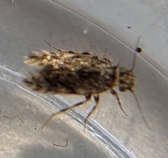 Lepidopsocidae