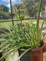 Zephyranthes candida