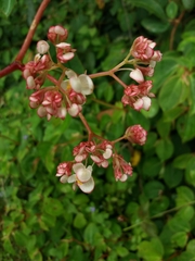 Daniel Mesa, CC BY, iNaturalist via GBIF Begonia holtonis, photograph Daniel Mesa, CC BY, iNaturalist via GBIF
