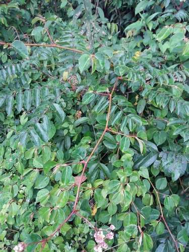Begonia holtonis, photograph 3