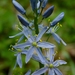 Camassia scilloides - Photo (c) John B., algunos derechos reservados (CC BY)