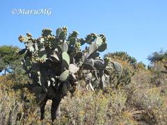 Opuntia joconostle