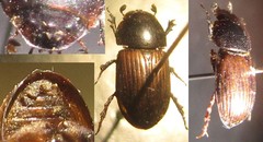 Agrilinus