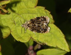 Olethreutes albiciliana