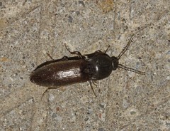 Acteniceromorphus spinosus