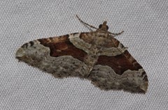 Xanthorhoe decoloraria