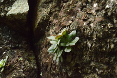 Graptopetalum sinaloensis