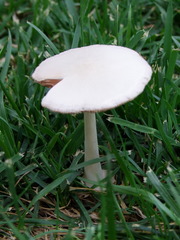 Volvariella pusilla