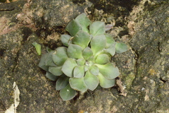 Graptopetalum sinaloensis