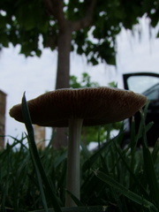 Volvariella pusilla