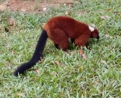 Varecia rubra