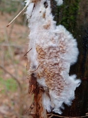 Leucogyrophana mollusca