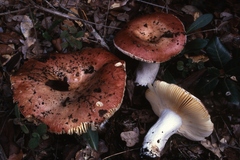 Russula decipiens