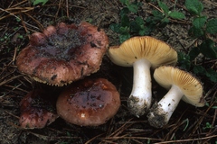 Russula cessans