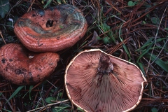 Lactarius vinosus